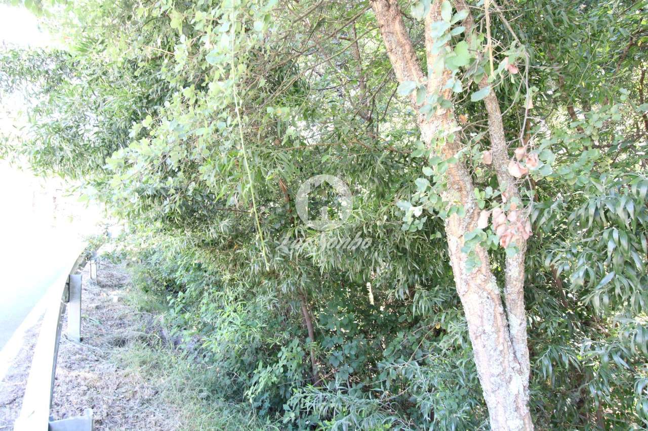Terreno rustico com 2.650m2 em Terras do Bouro - Grande imagem: 5/6