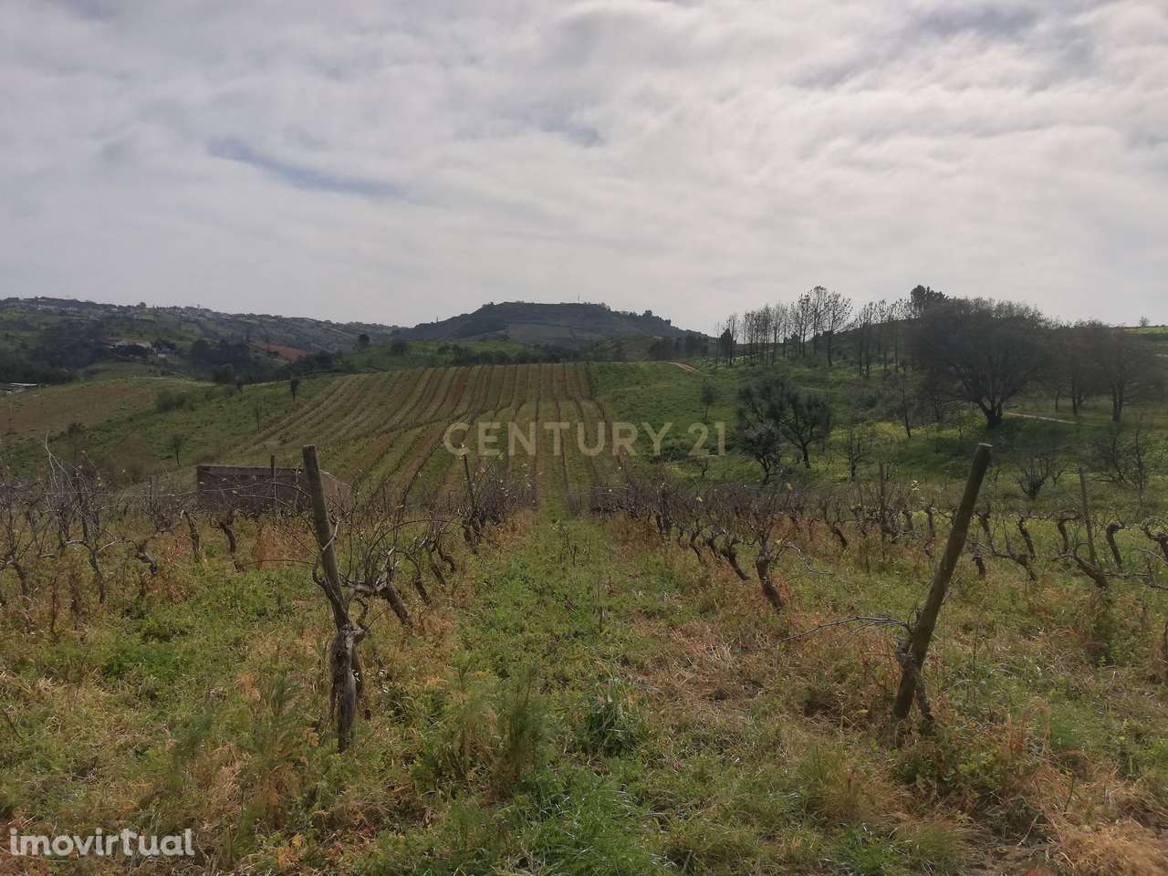 Terreno Rústico Meca - Alenquer - Grande imagem: 3/13