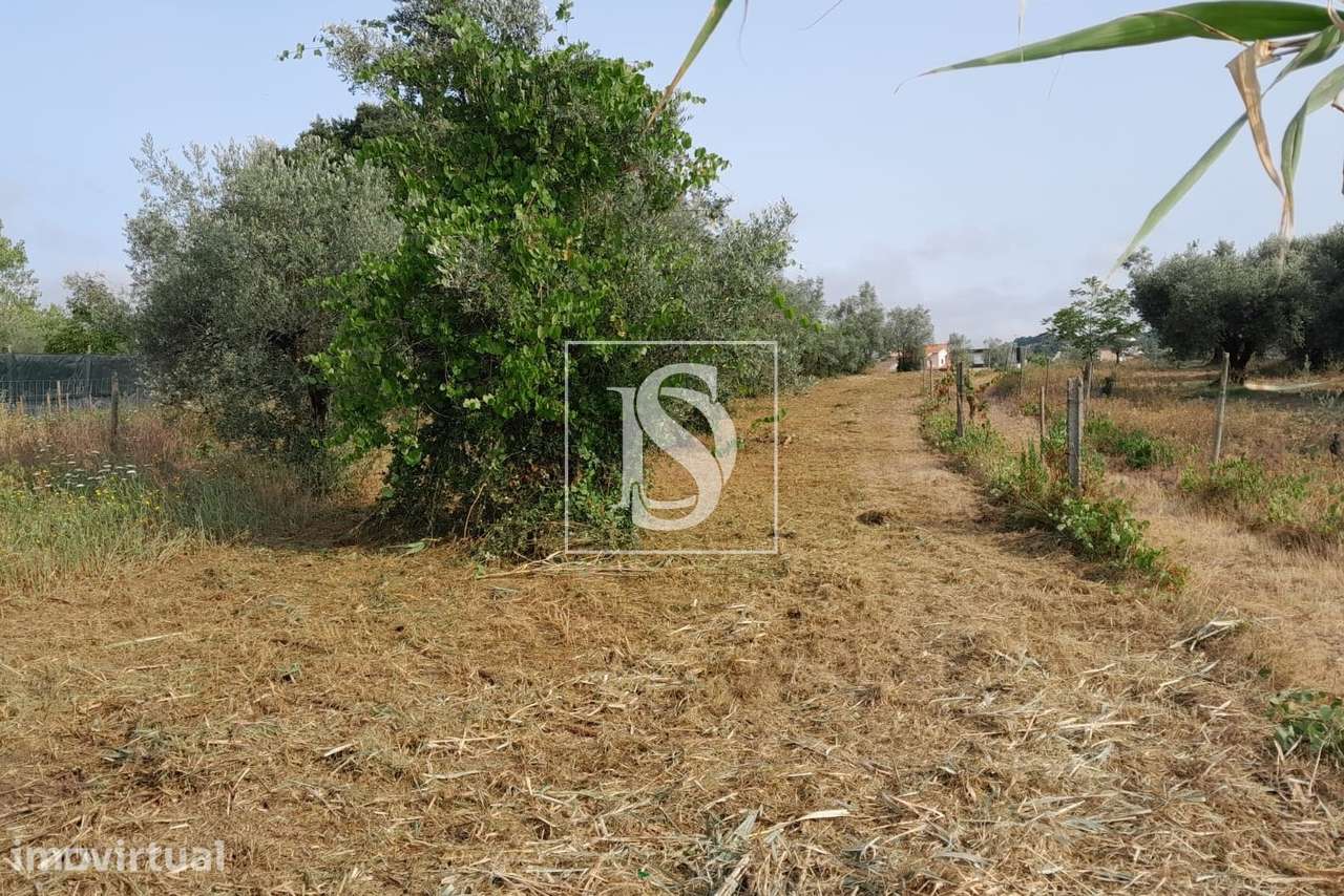 Terreno  Venda em Mealhada, Ventosa do Bairro e Antes,Mealhada - Grande imagem: 3/11
