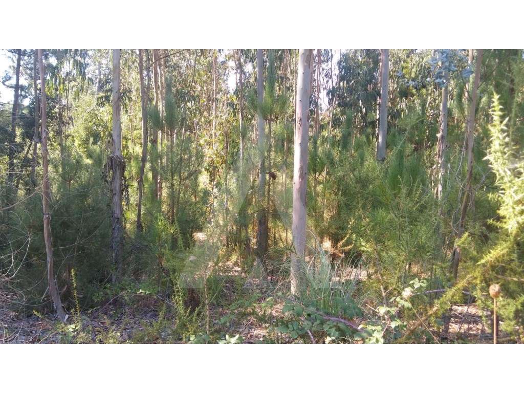 Eucaliptal Oiã - Grande imagem: 2/7