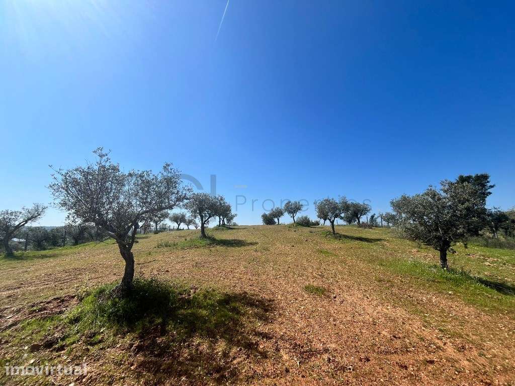 Terreno Rustico Alqueva - Grande imagem: 2/20