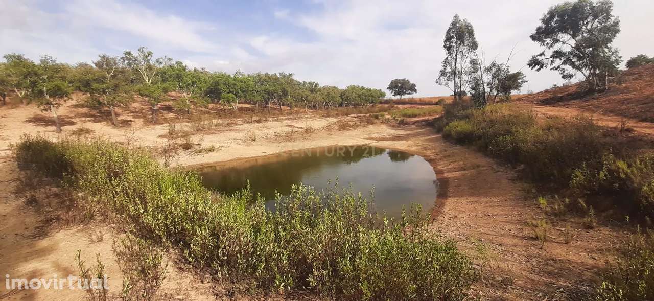 Terreno Rústico com Potencial Agrícola e de Lazer, Ourique, Beja - Grande imagem: 4/11