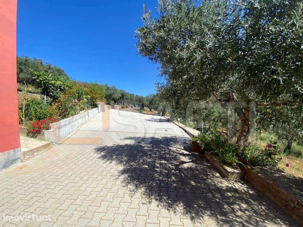 Quinta com oliveiras Moradia T2+1 - Grande imagem: 5/30