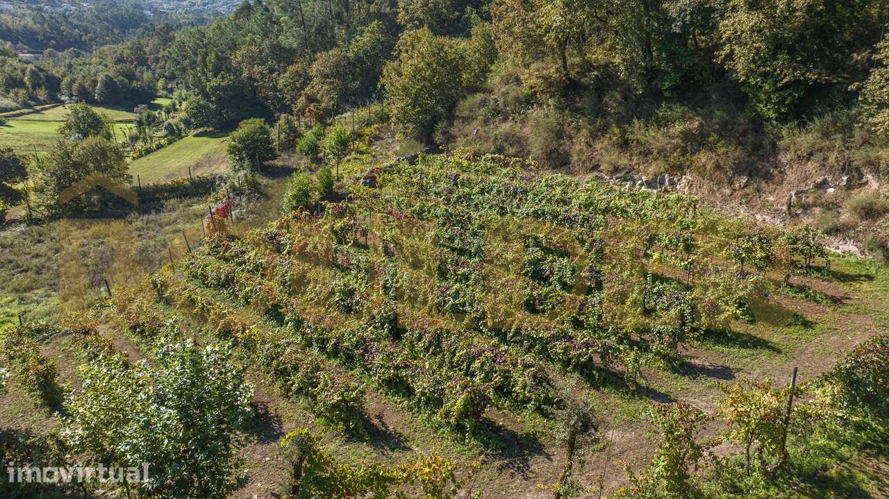 Terreno com vinha em Brunhais, Póvoa de Lanhoso - Grande imagem: 3/26