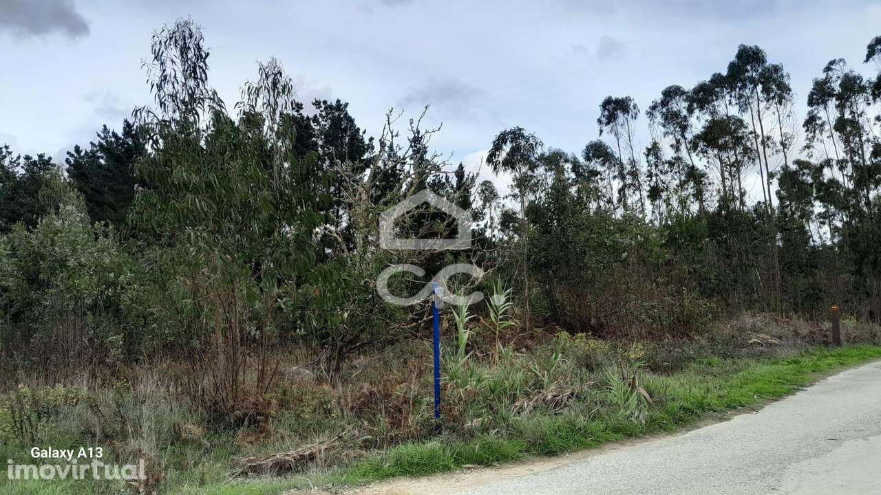 Oportunidade Imperdível: Terreno com Eucaliptos em Reguengo Grande! - Grande imagem: 5/9