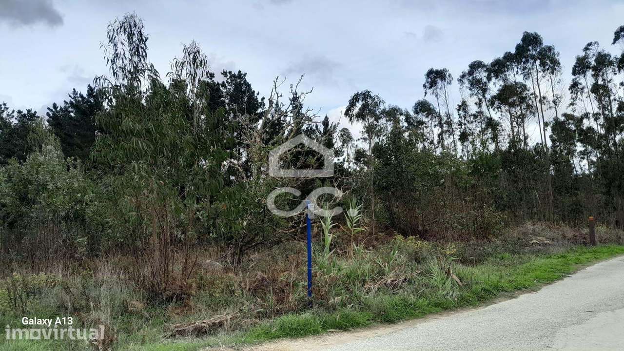 Oportunidade Imperdível: Terreno com Eucaliptos em Reguengo Grande! - Grande imagem: 5/9
