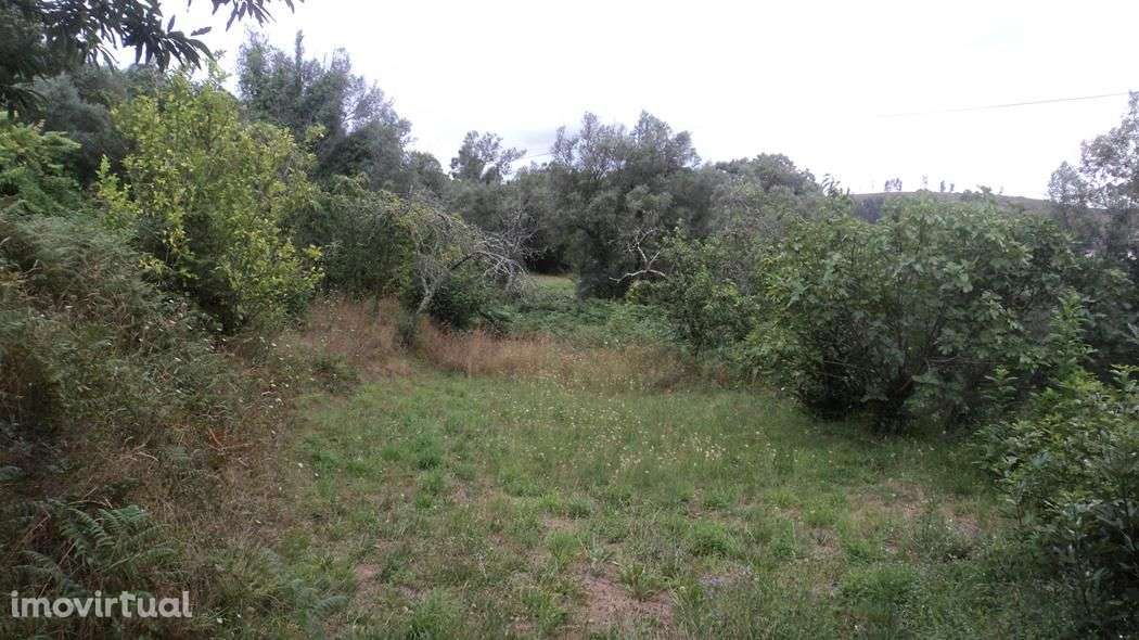 Quintinha com moradia em ruínas com 3.000m2 de terreno. - Grande imagem: 3/13