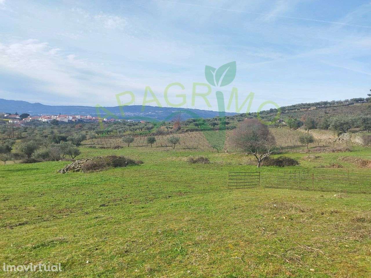Terreno rústico com olival e vinha em Riodades - Grande imagem: 2/13