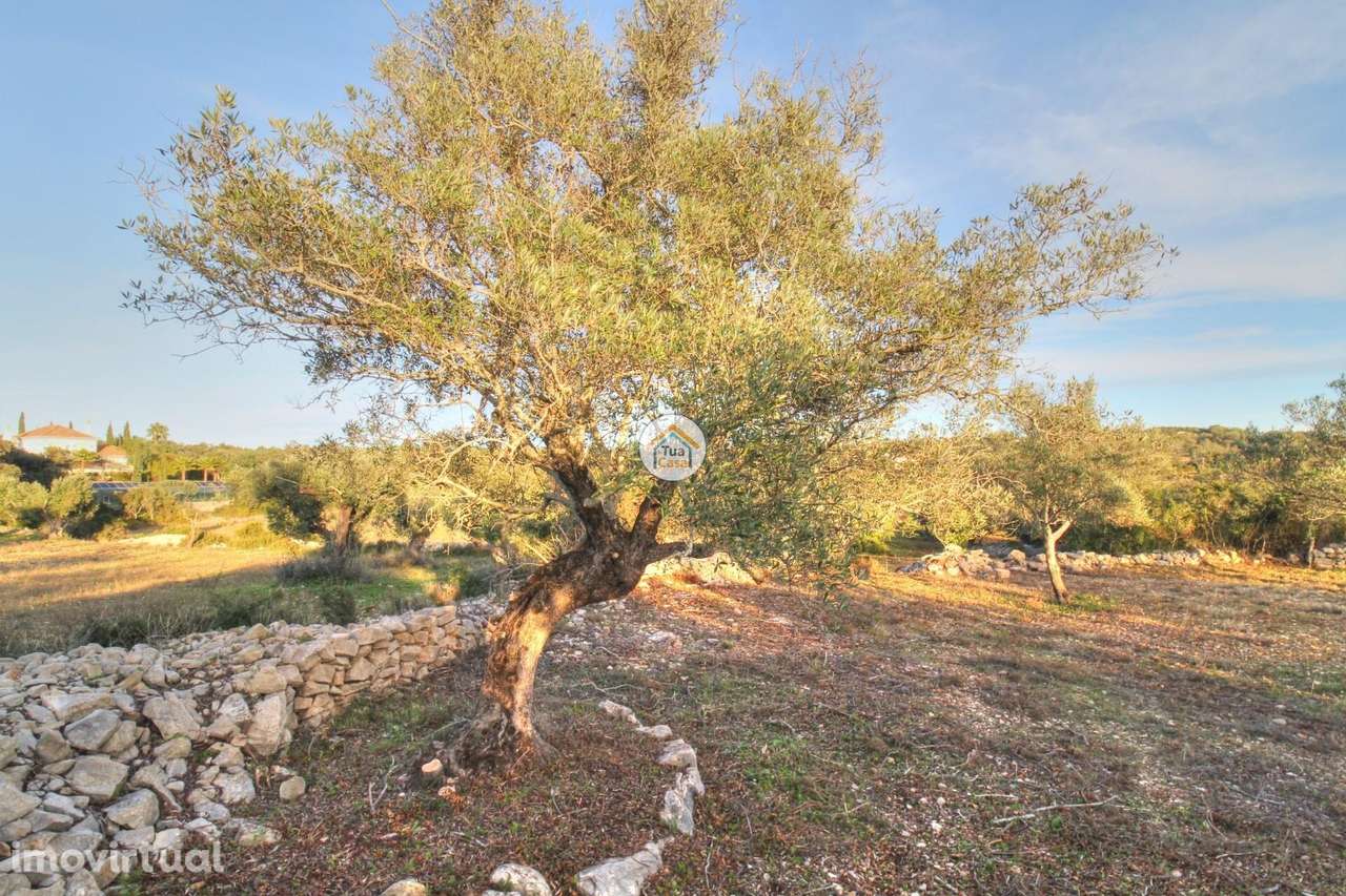 Terreno Rústico Benatrite - Faro 1480 M2 - Grande imagem: 5/31
