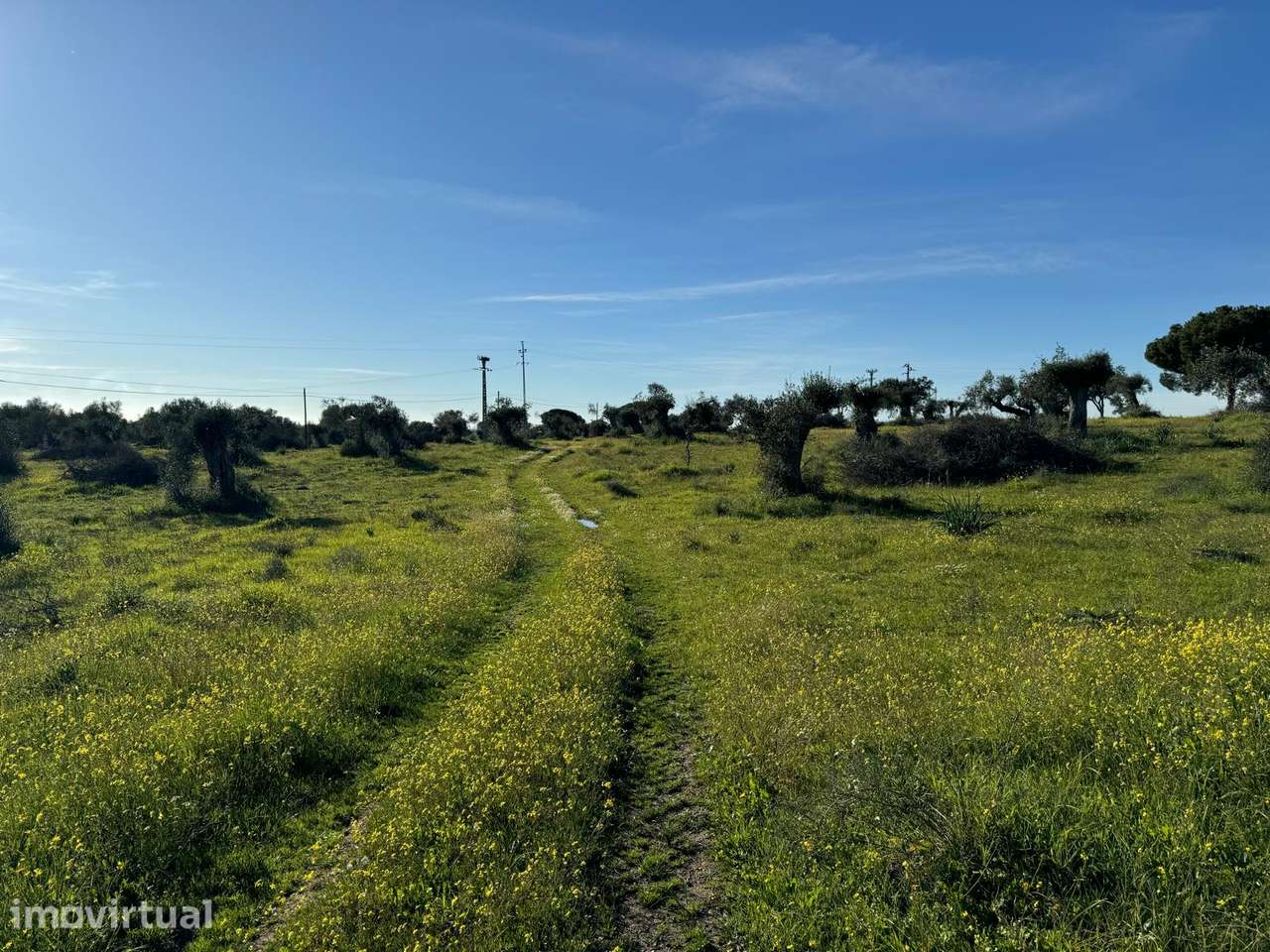 Refúgio Rural | Torrão com Olival Biológico | PIP para Moradia - Grande imagem: 2/14