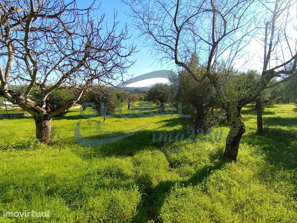 Terreno Venda Torres Novas - Grande imagem: 5/9