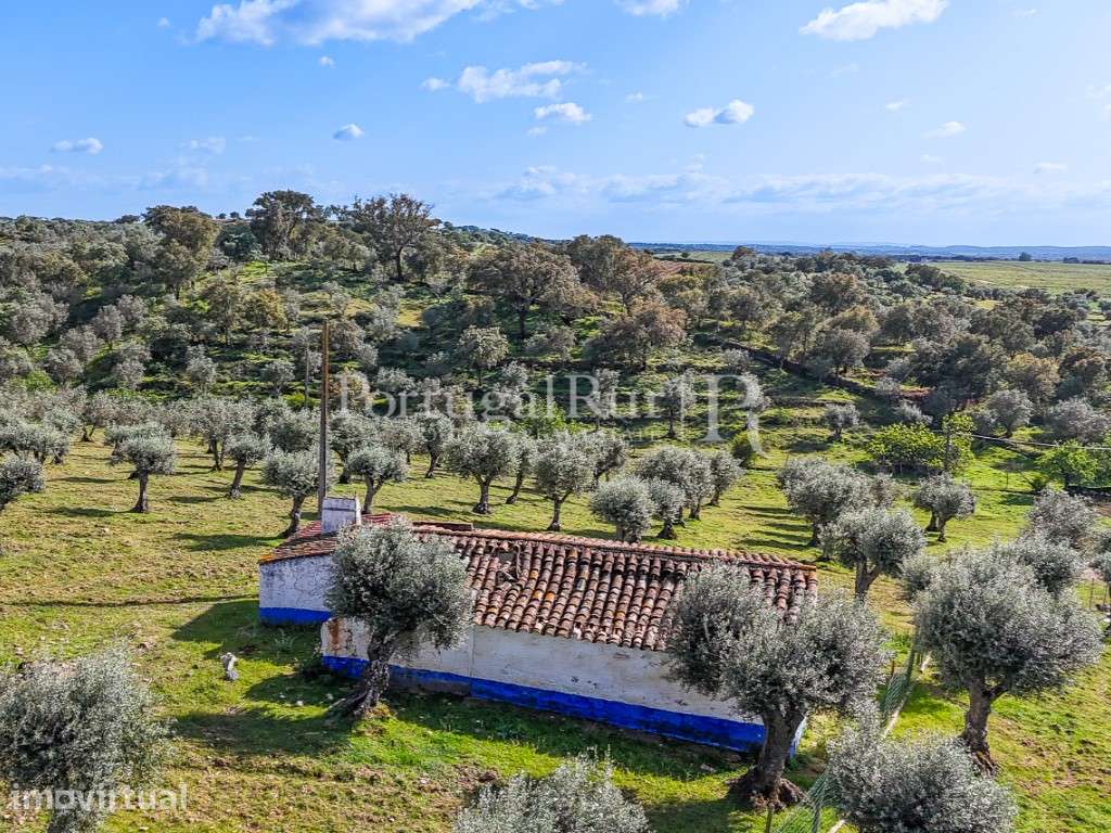 Monte alentejano com 1,3 hectares para recuperar, Évora - Grande imagem: 4/20