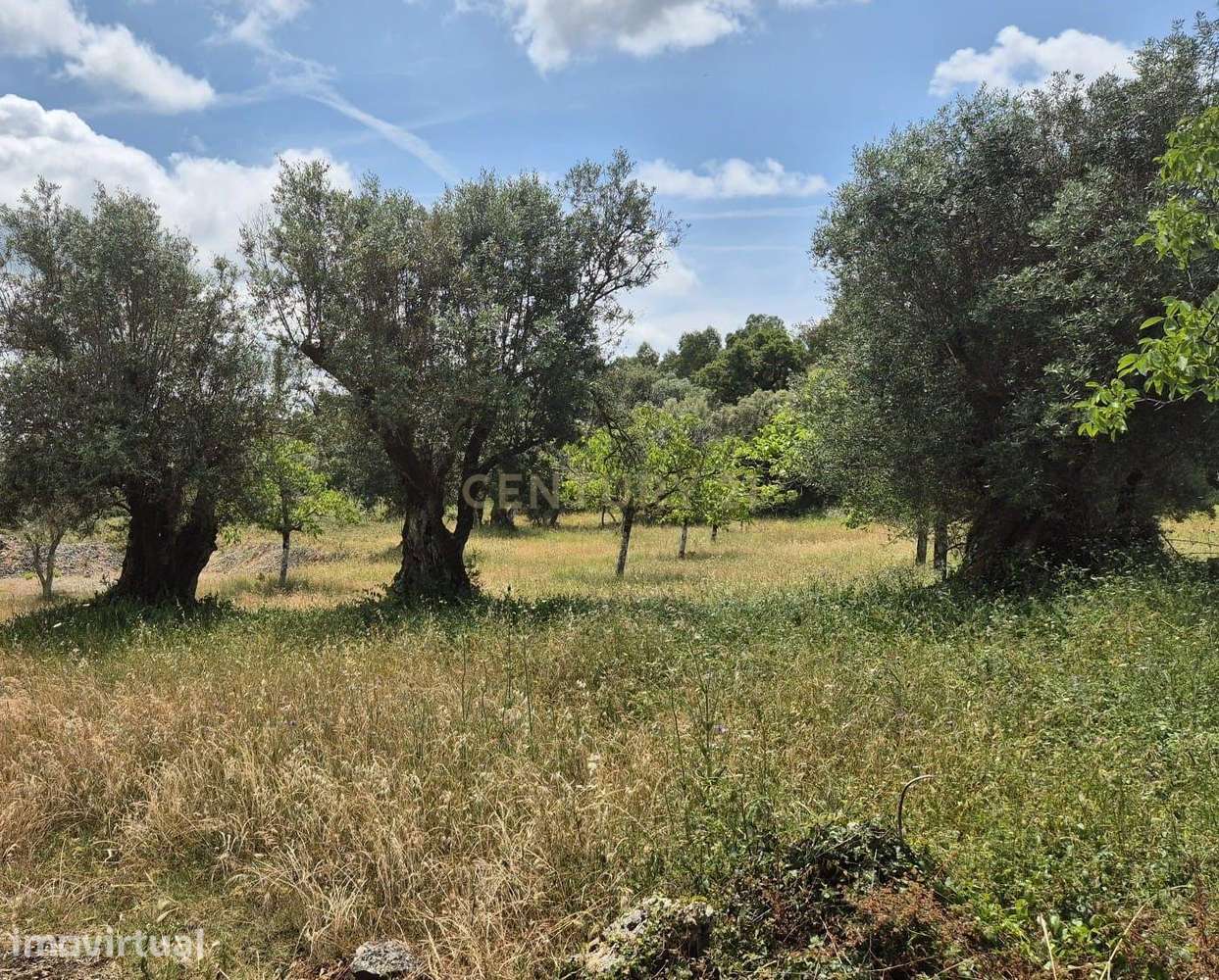 Terreno com 2.163 m² – Vista Deslumbrante para a Serra de Sicó - Grande imagem: 2/6