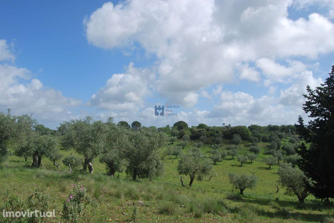 Terreno de 5 Hectares Torres Novas - Grande imagem: 3/24