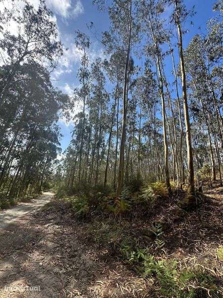 Bouça a 5€ m2 com 8.901m2 em Eiriz - Paços de Ferreira - Grande imagem: 3/8