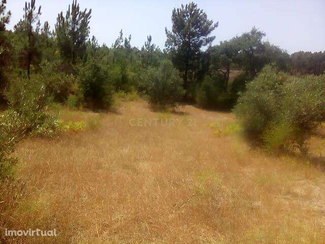 Terreno Rústico, Salgueiro do Campo - Grande imagem: 5/7