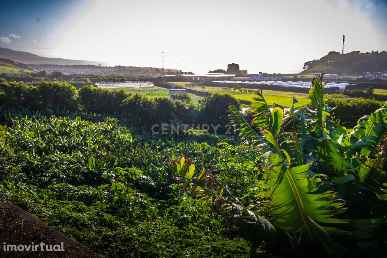 Propriedade Única com Estufas de Ananases e Potencial Urbano — Abelhei - Grande imagem: 4/27