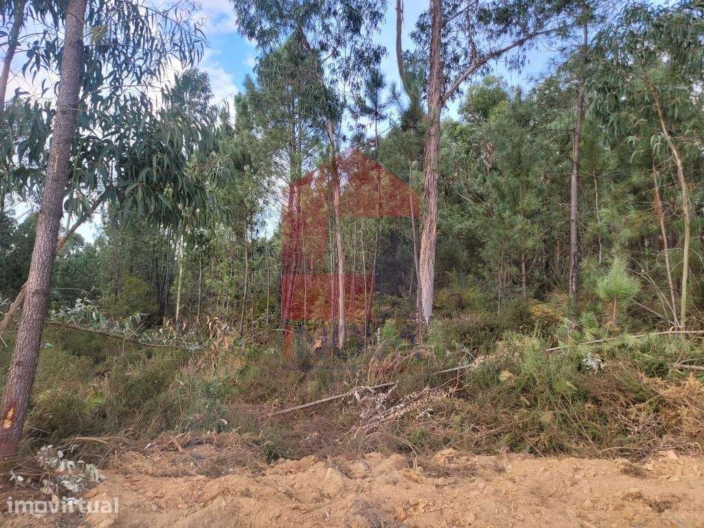 Terreno florestal, Escariz São Martinho - Grande imagem: 2/24