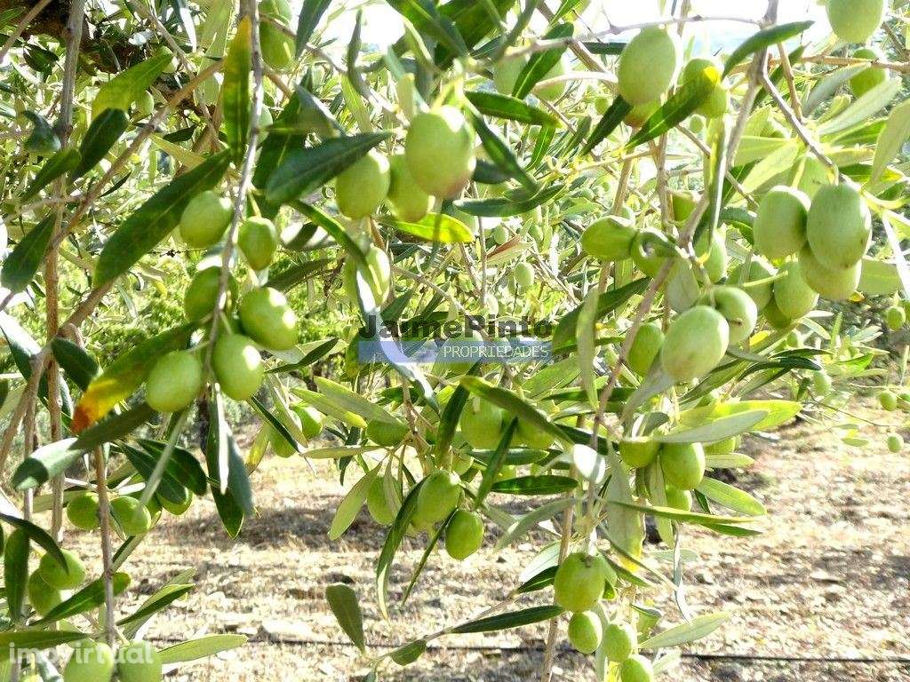 Olival de 6,9ha + Olival de 3ha, Escalhão. Portugal, F. C. Rodrigo,... - Grande imagem: 2/9