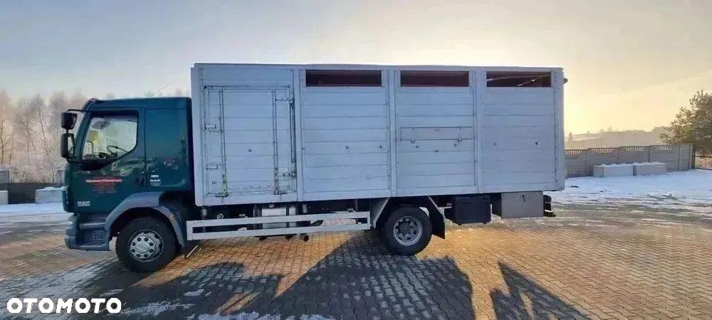 DAF LF55.250 do przewozu zwierząt - 5