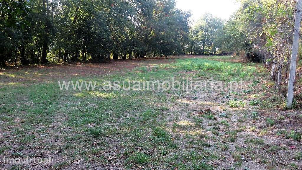 Terreno Agrícola - Goães - Grande imagem: 3/7