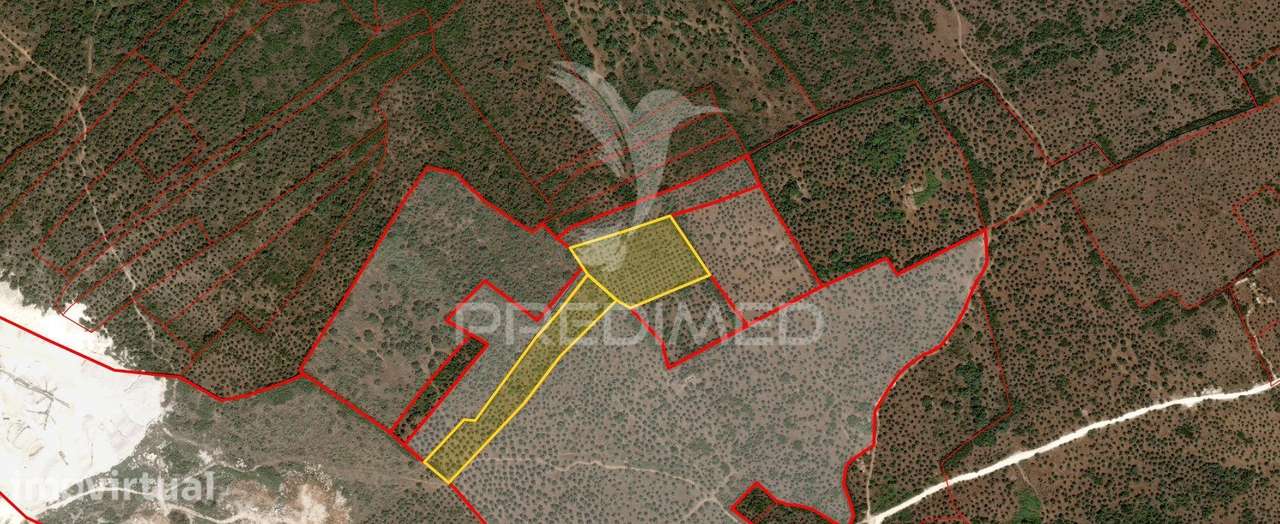 Terreno com Olival Tradicional – 17.000 m² | Parede Branca, Vila Vi... - Grande imagem: 5/34