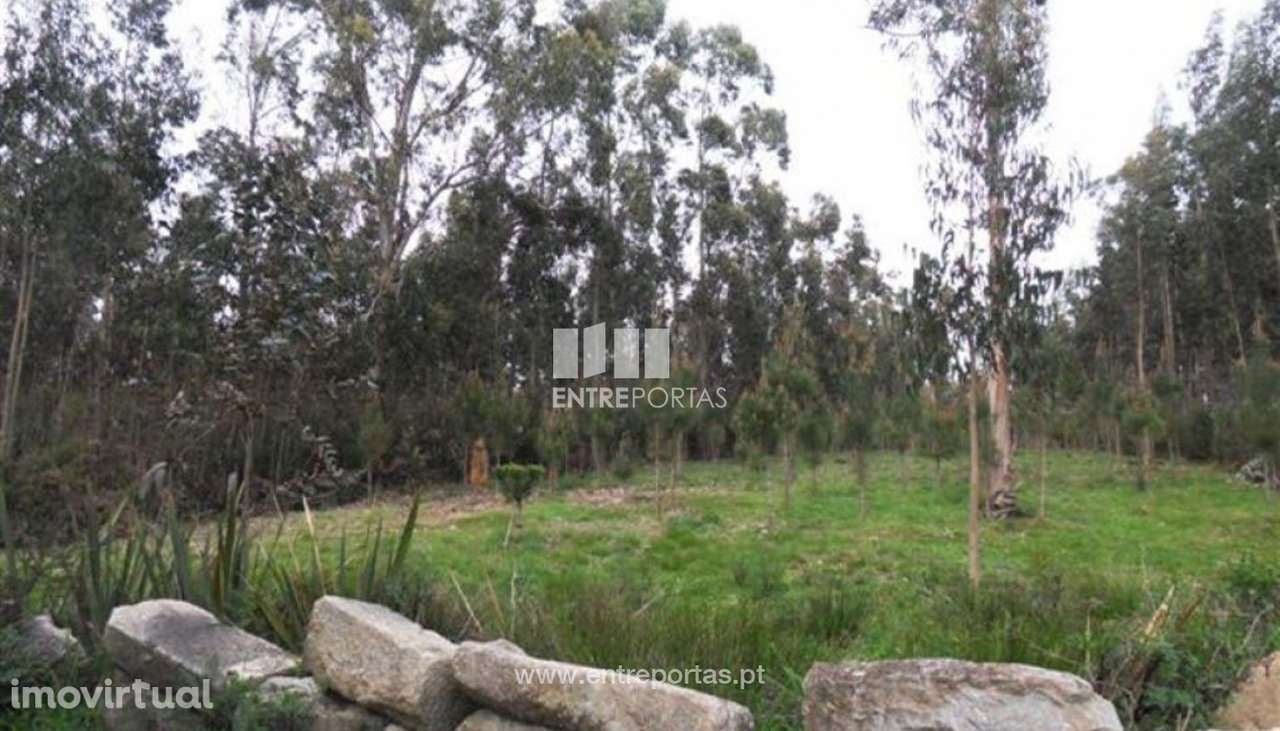 Venda de Terreno florestal com 3000 m2, Estela, Póvoa de Varzim - Grande imagem: 2/4