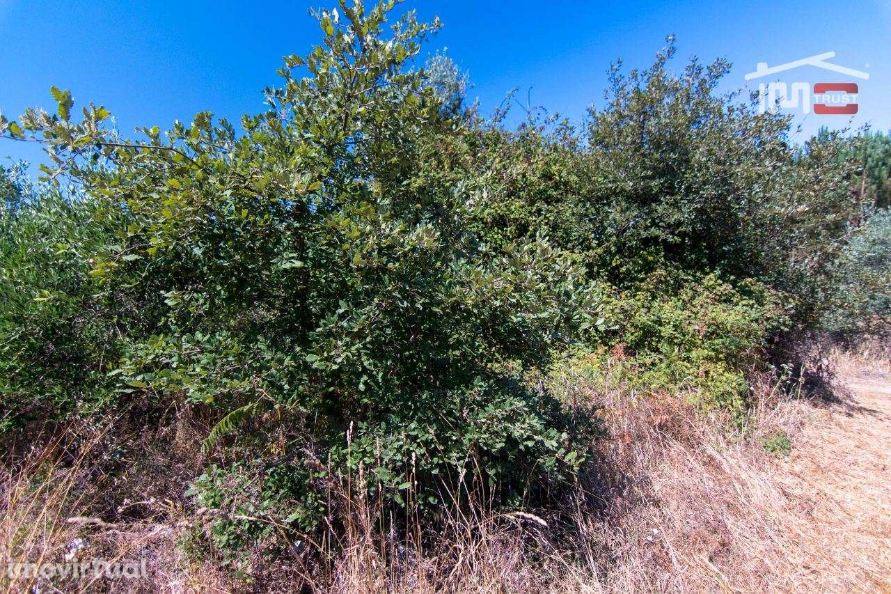 TERRENO RÚSTICO COM 2600 M2 PARA CULTIVO COM 10 OLIVEIRAS - Grande imagem: 4/6