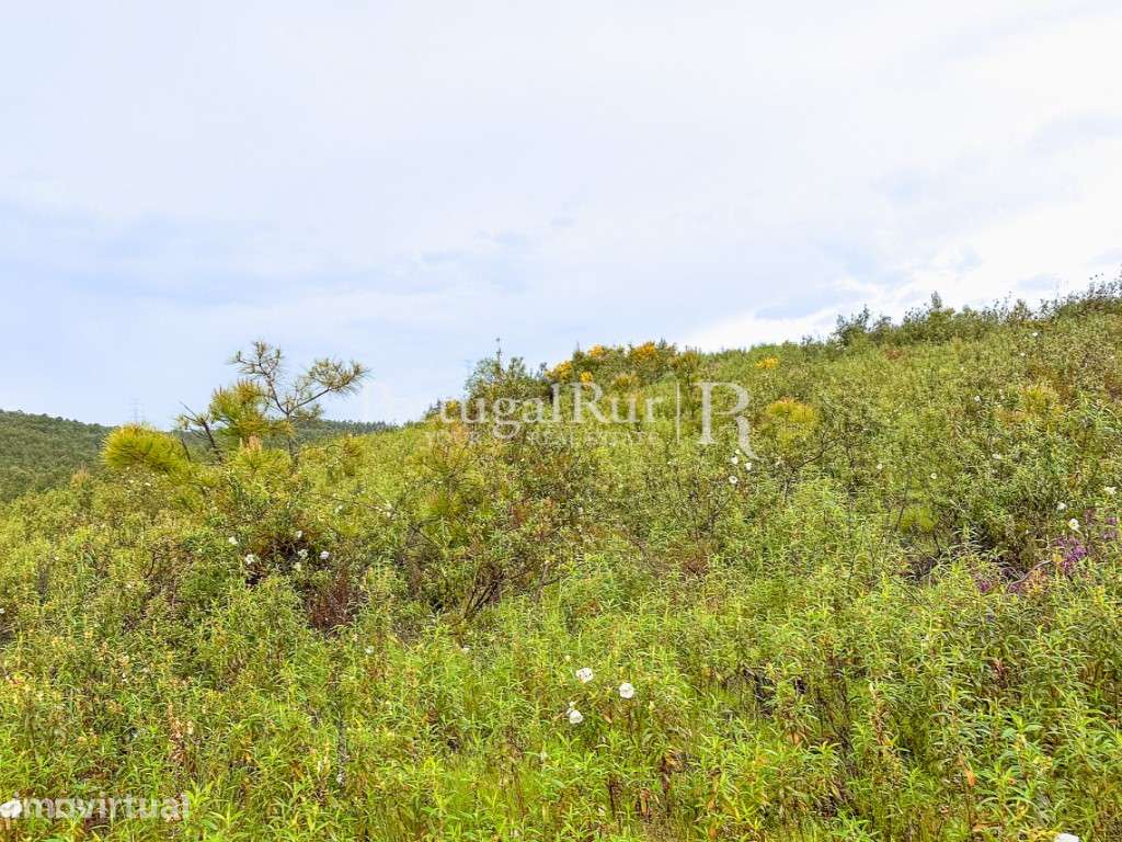 Quinta de 30ha para agricultura, com cerejal e vinha - Grande imagem: 5/11