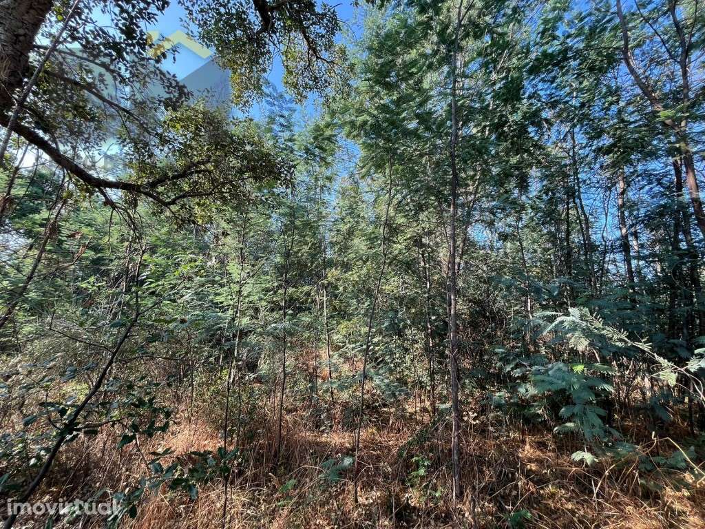 Terreno rustico com 9.320m2 para venda próximo ao Salgueiro do Campo! - Grande imagem: 3/6