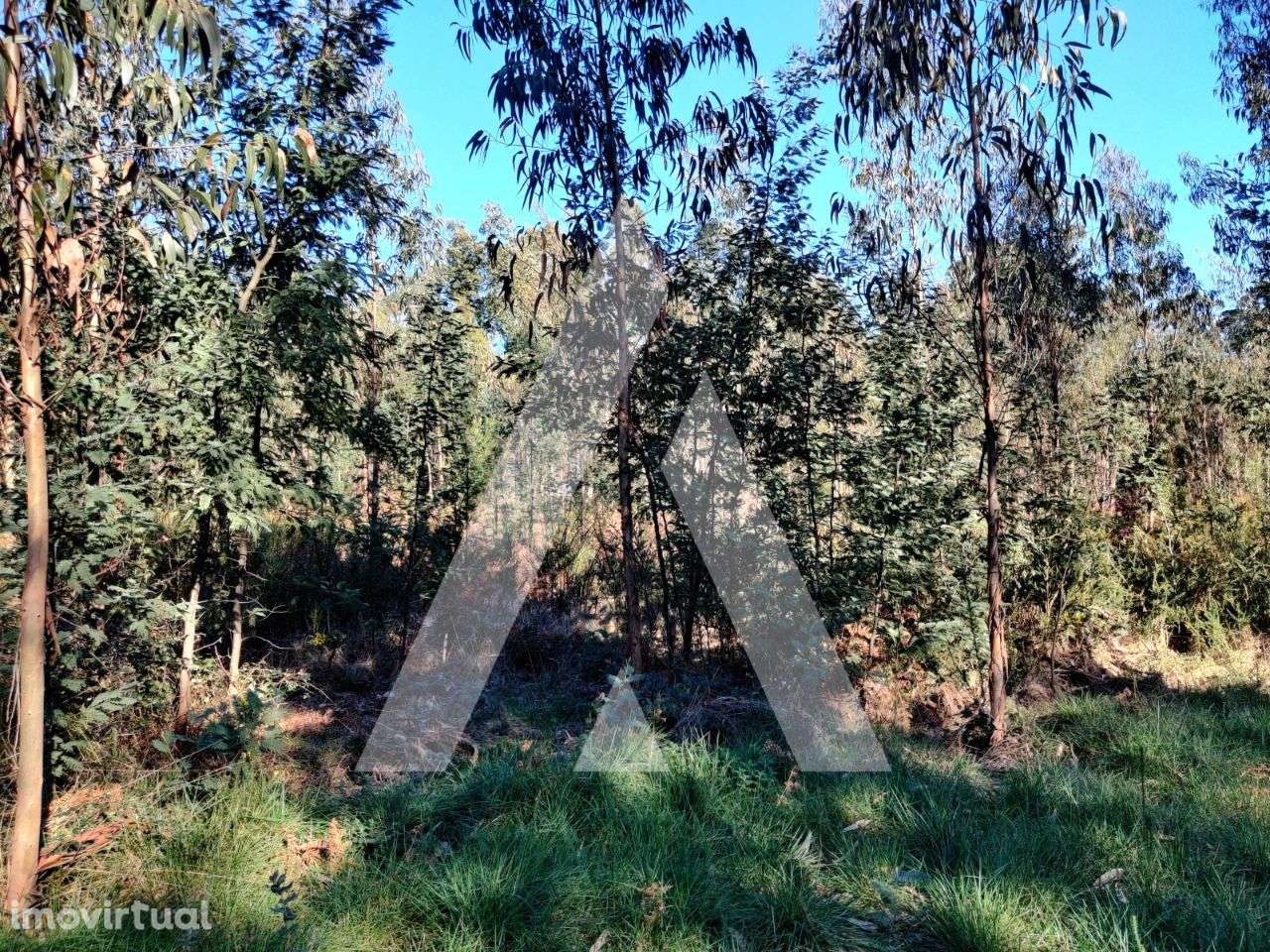 Terreno situado na zona de Alquerubim, Albergaria-a-Velha - Grande imagem: 3/10