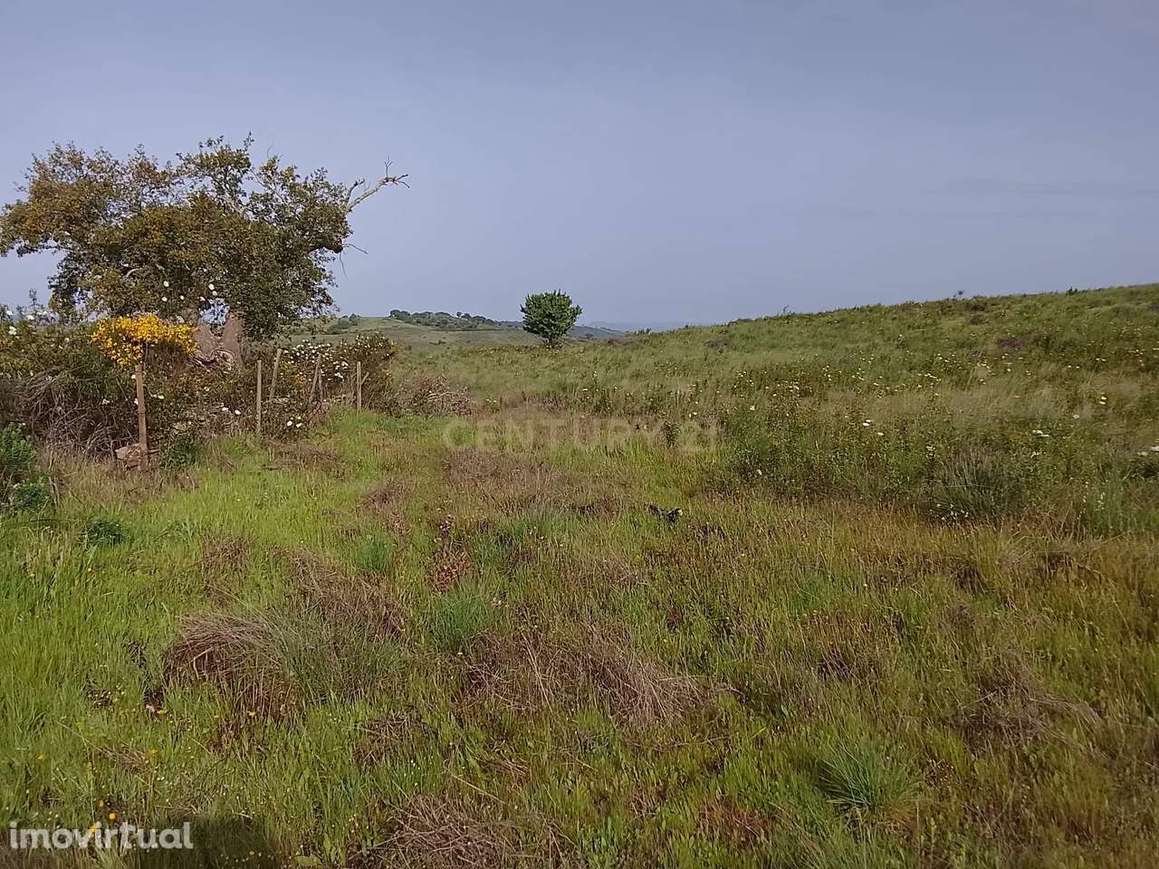 Terreno rústico 16.6ha Montalvão, Nisa - Grande imagem: 3/15