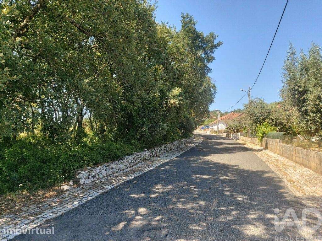 Terreno misto em Alvados e Alcaria - Grande imagem: 4/5