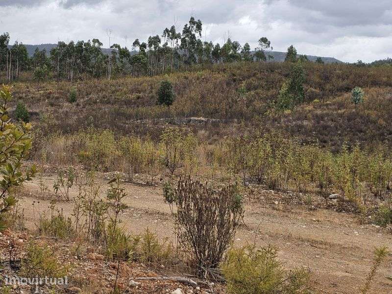 Terreno  Rural 10.200 M  junto a estrada 244 - Grande imagem: 4/12