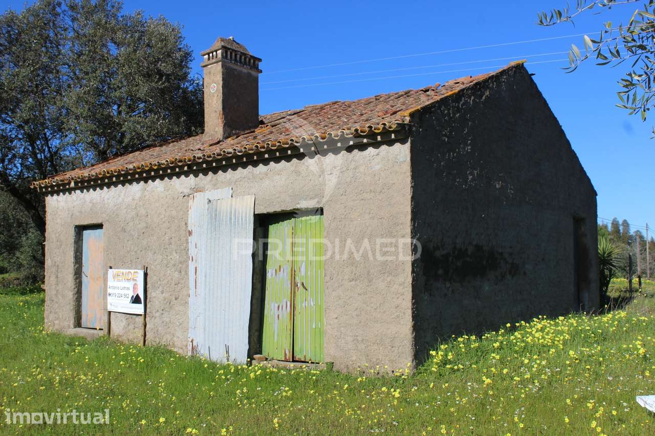 Terreno com casa e Olival - Grande imagem: 4/25