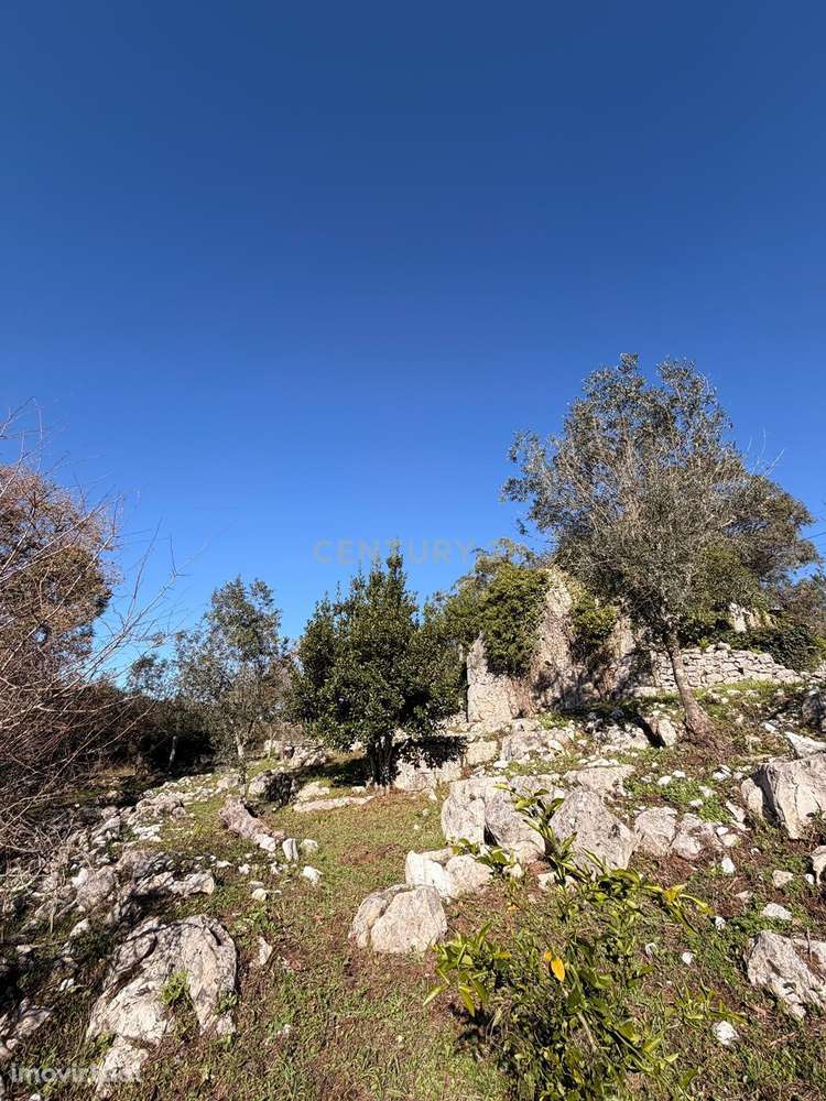 Terreno com Ruína e Projeto Aprovado no Coração da Serra – Alvados - Grande imagem: 4/12