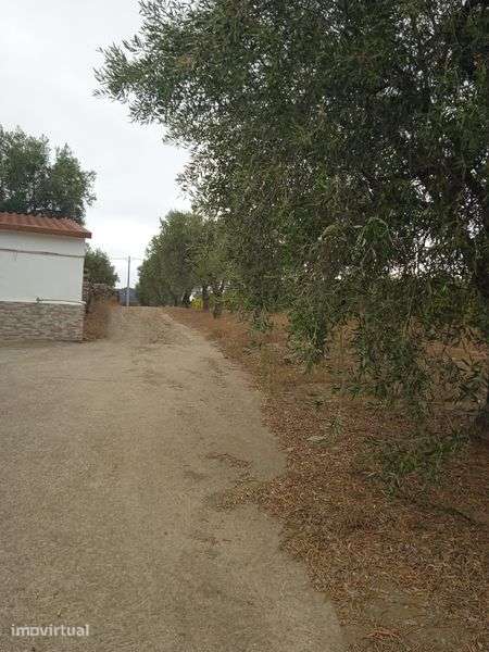 Vendo Quinta no Douro - Grande imagem: 5/12
