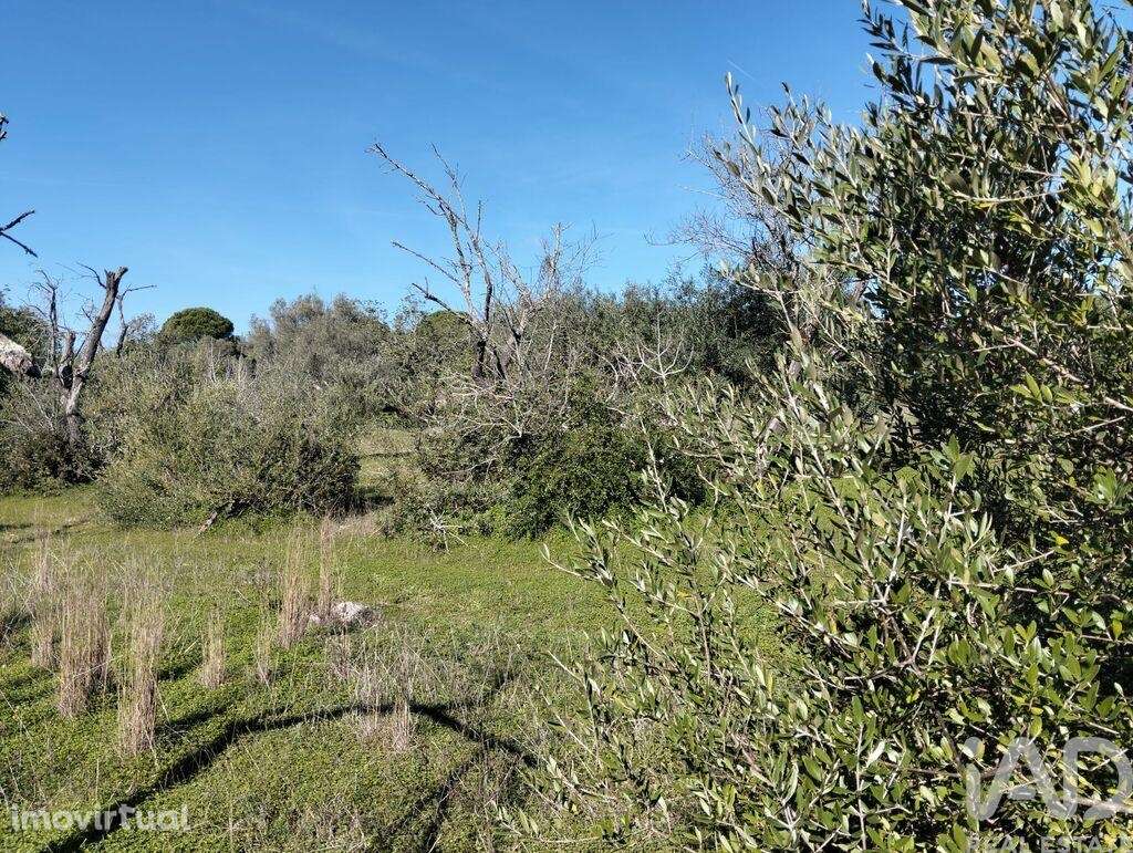 Terreno Agrícola em São Brás de Alportel - Grande imagem: 2/16