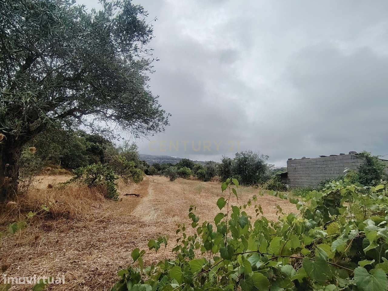 Terreno em Louriçal Do Campo com 4.631 m² — 38.000 € - Grande imagem: 4/30