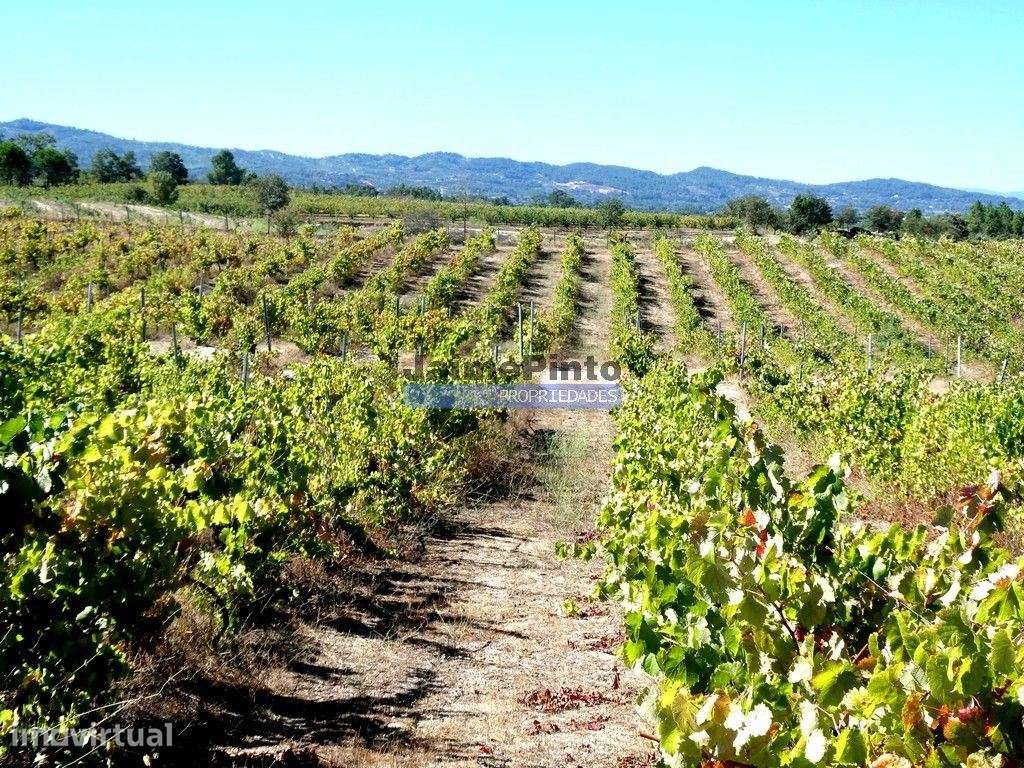 Vinha 8ha, Quinta 13,2ha, Adega, Marcas. Portugal, Beira Interior, ... - Grande imagem: 3/9