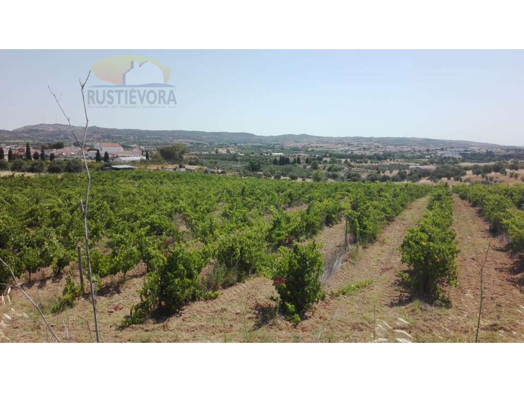Propriedade Rústica | Exploração Integral de Vinhas | Terreno com b... - Grande imagem: 2/10