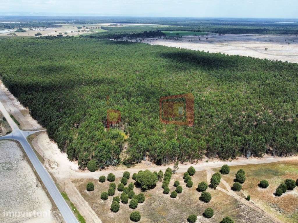 TERRENO 132.5HA FAIAS, MONTIJO - Grande imagem: 3/7