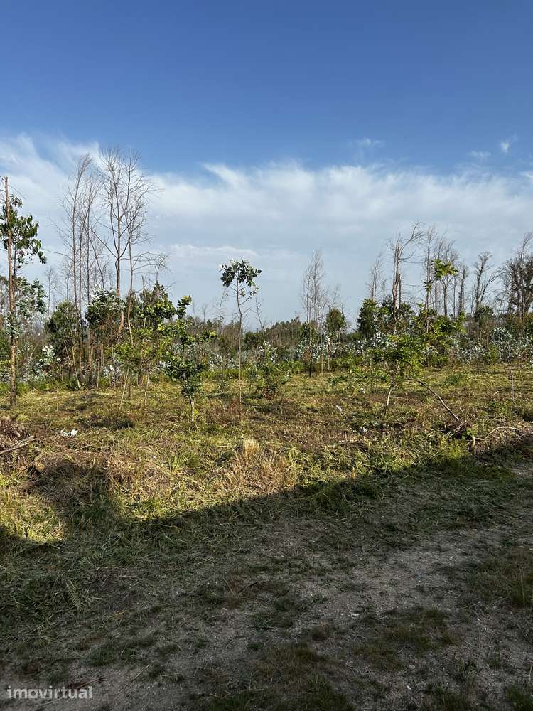 Terreno com potencial de construção - Macinhata do Vouga | Águeda - Grande imagem: 2/5