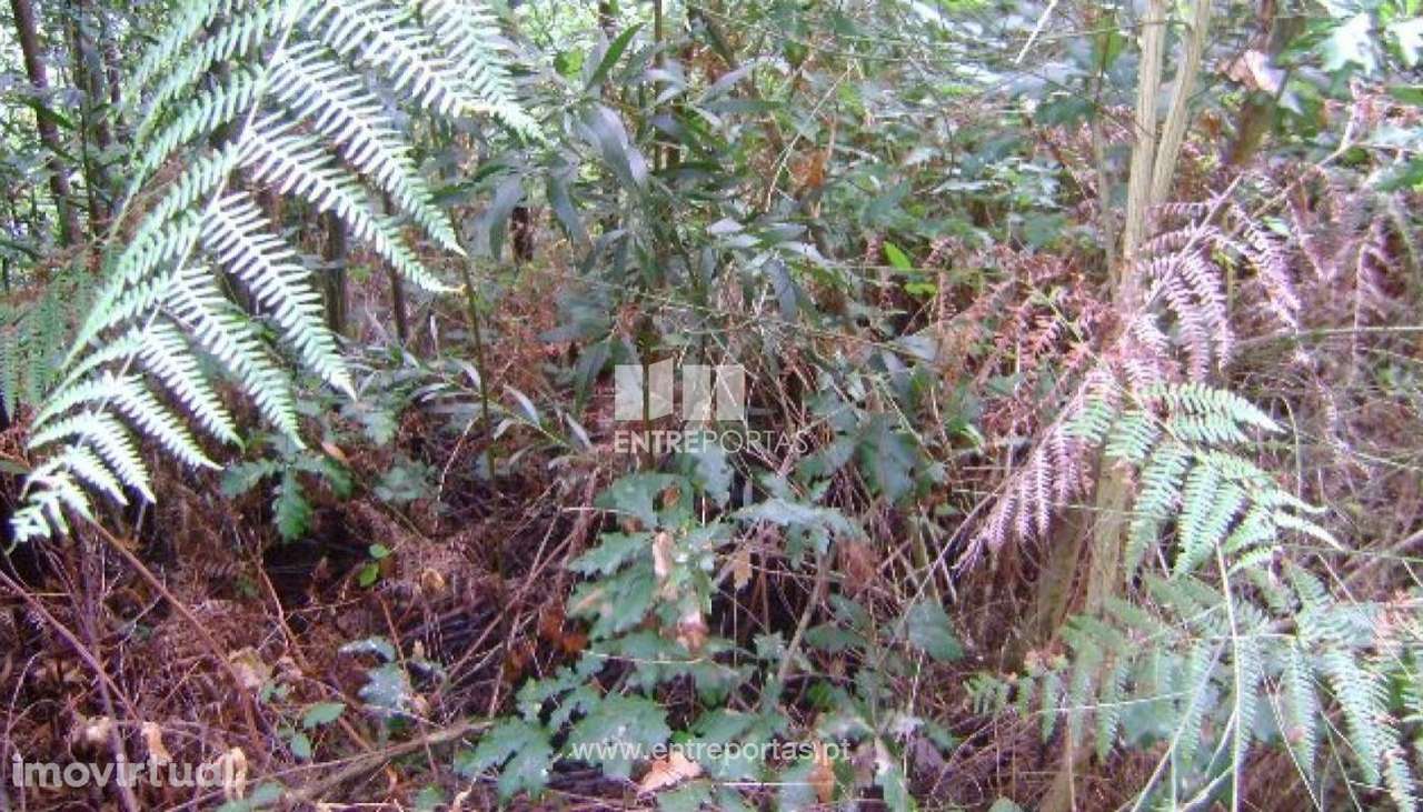 Venda Terreno, Vila Boa de Quires, Marco de Canaveses - Grande imagem: 5/10