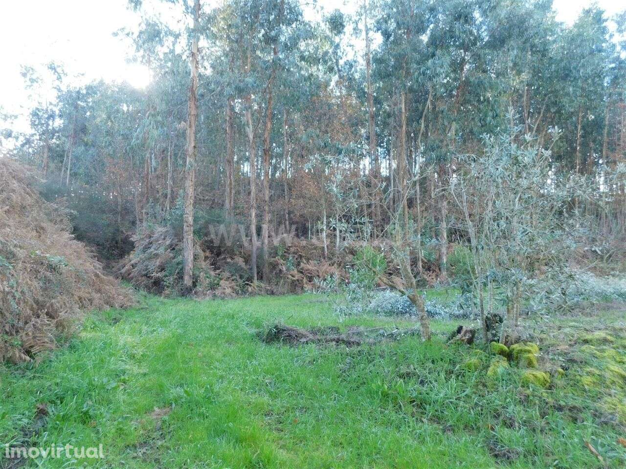 Terreno / Seia, Sameice e Santa Eulália - Grande imagem: 5/17