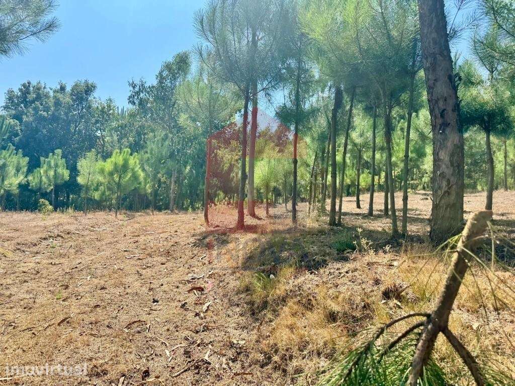 Terreno florestal, Nevogilde - Grande imagem: 2/30