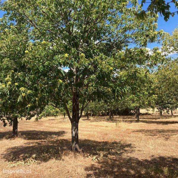 Terreno Agrícola em Pinela, Bragança - Grande imagem: 5/10