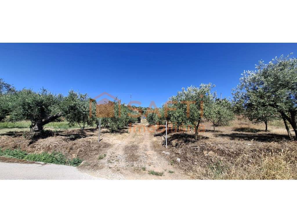 Terreno Para Construção Com Vista Panorâmica Sobre Tomar - Grande imagem: 5/6