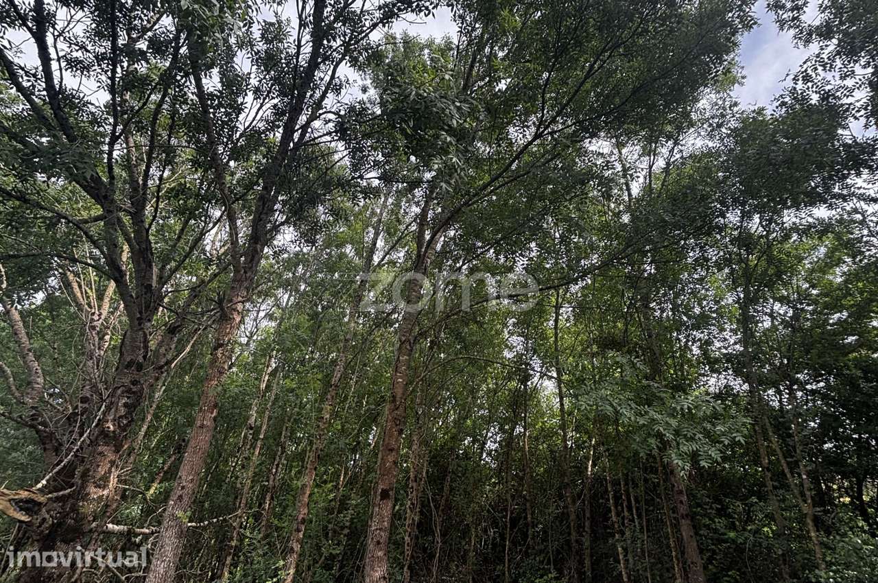 Terreno, 2 895 m², Alhadas - Grande imagem: 5/17