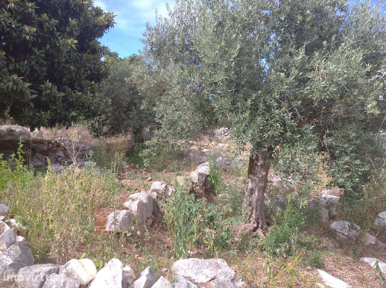 Terreno Urbanizável em Mira de Aire - Localização Privilegiada e Tranq - Grande imagem: 3/5